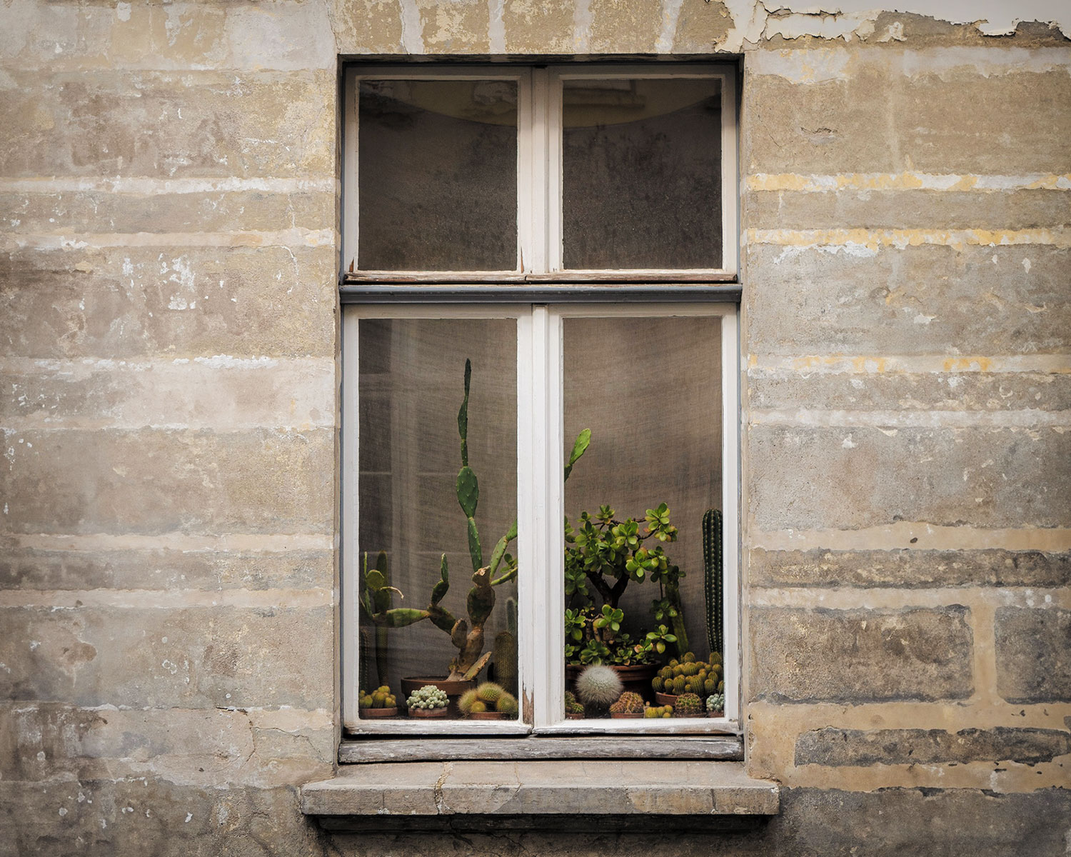 Fenster